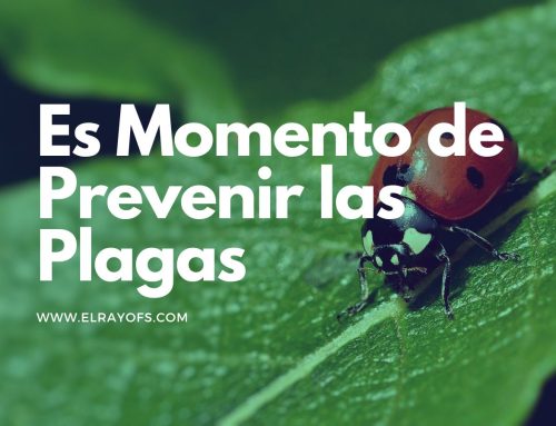 Es el momento de prevenir las plagas