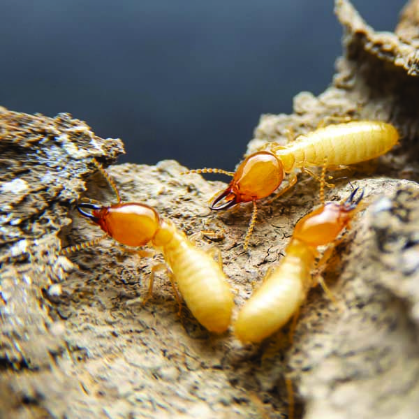Tratamiento contra termitas - Empresa El Rayo