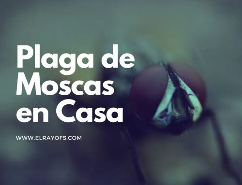 Plaga de Moscas en Casa