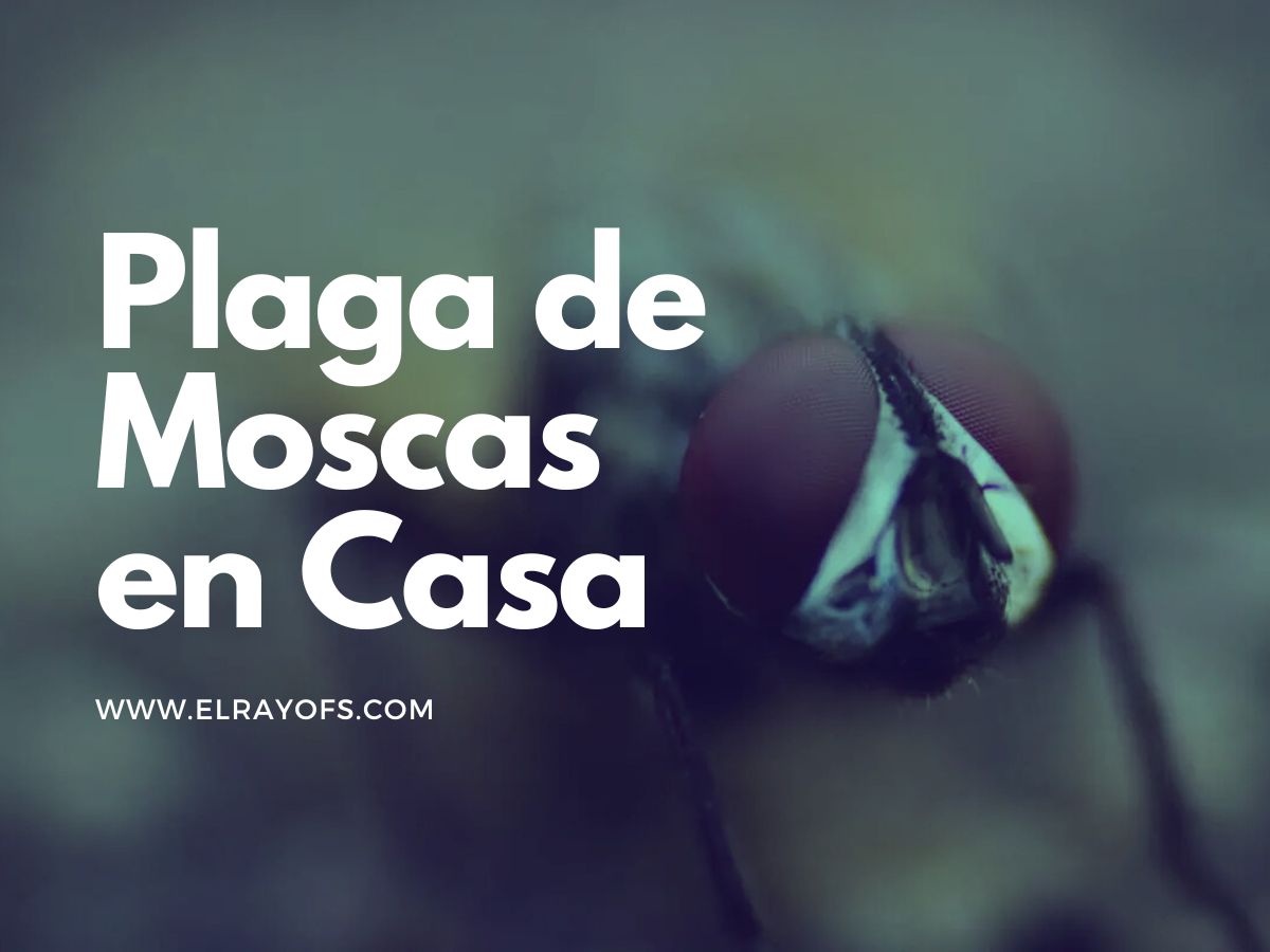 Plaga de Moscas en Casa