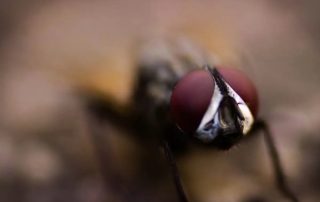 plaga de moscas en casa