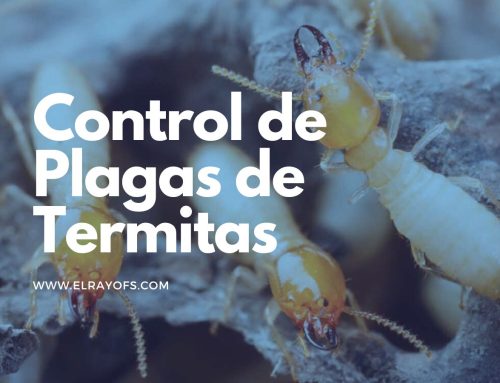 Control de Plagas de Termitas