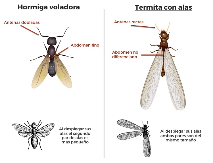 control de plagas de termitas