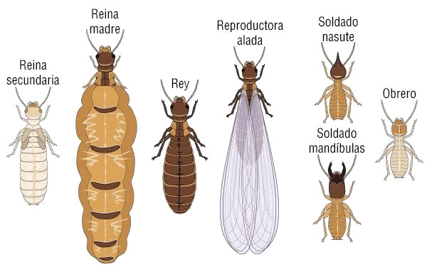 tipos de termitas