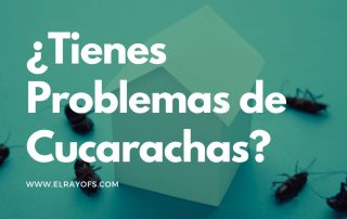 ¿Cómo eliminar las cucarachas?