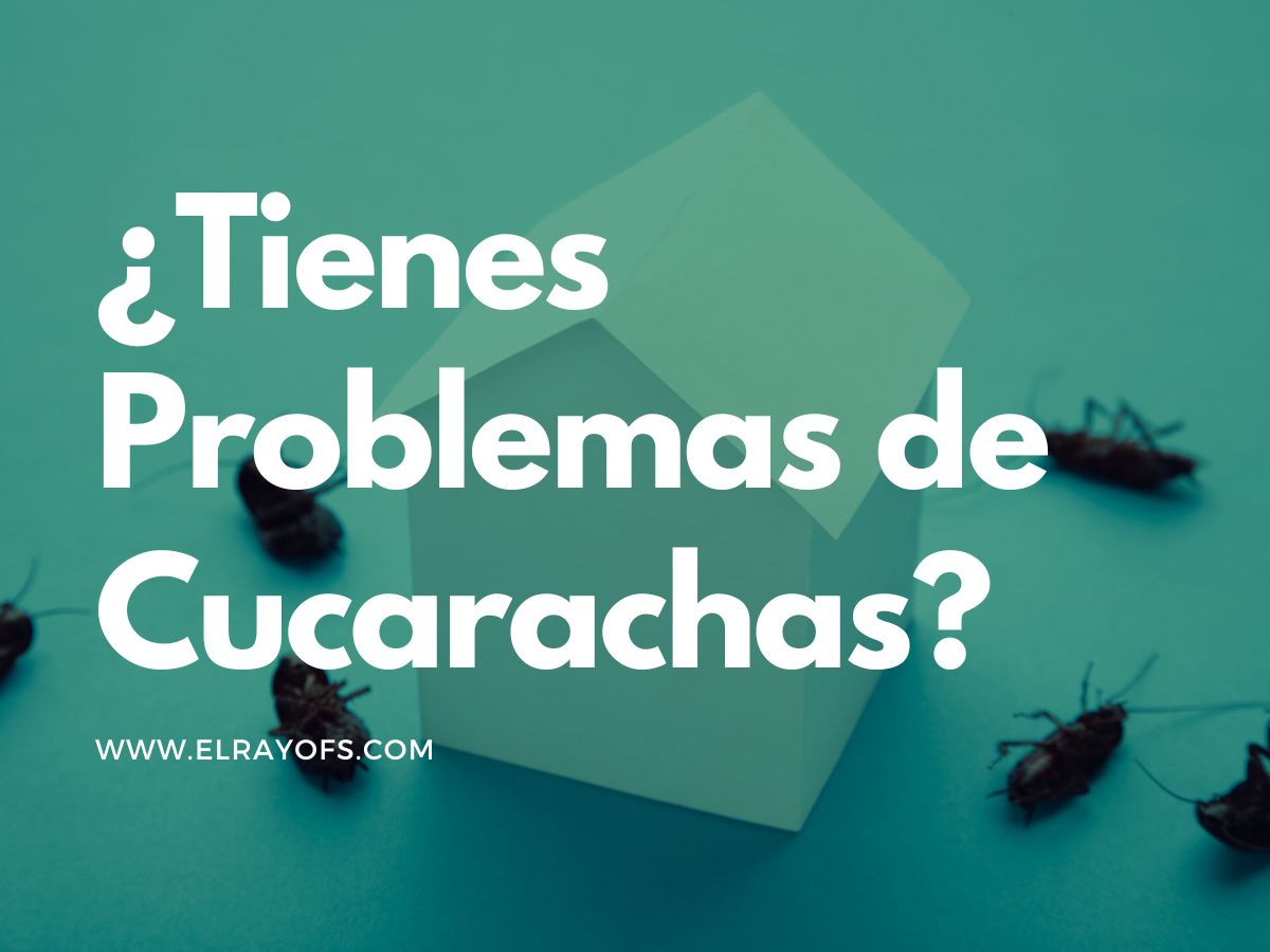 ¿Cómo eliminar las cucarachas?